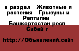  в раздел : Животные и растения » Грызуны и Рептилии . Башкортостан респ.,Сибай г.